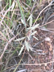 Eragrostis racemosa