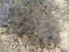 Macrostylis squarrosa