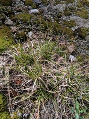 Carex concinna