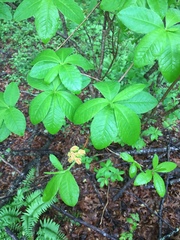 Rhododendron calendulaceum
