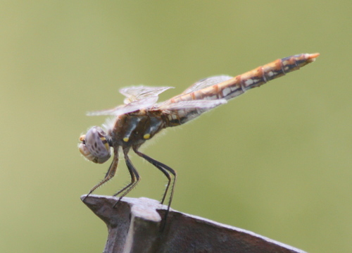 Variegated Meadowhawk photographed in South Dakota