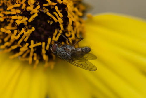 iNaturalist observation photo of Muscoid Flies