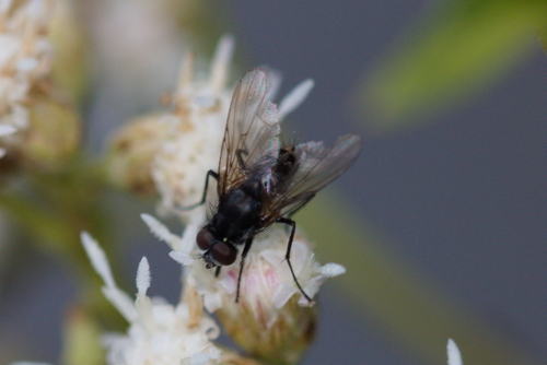 iNaturalist observation photo of Muscoid Flies
