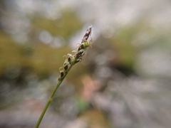 Carex concinna