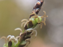 Carex concinna