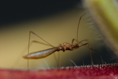 iNaturalist observation photo of Spined Stilt Bug