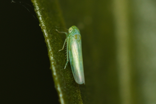 iNaturalist observation photo of Typical Leafhoppers