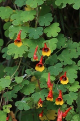 Tropaeolum tuberosum