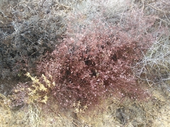 Macrostylis squarrosa