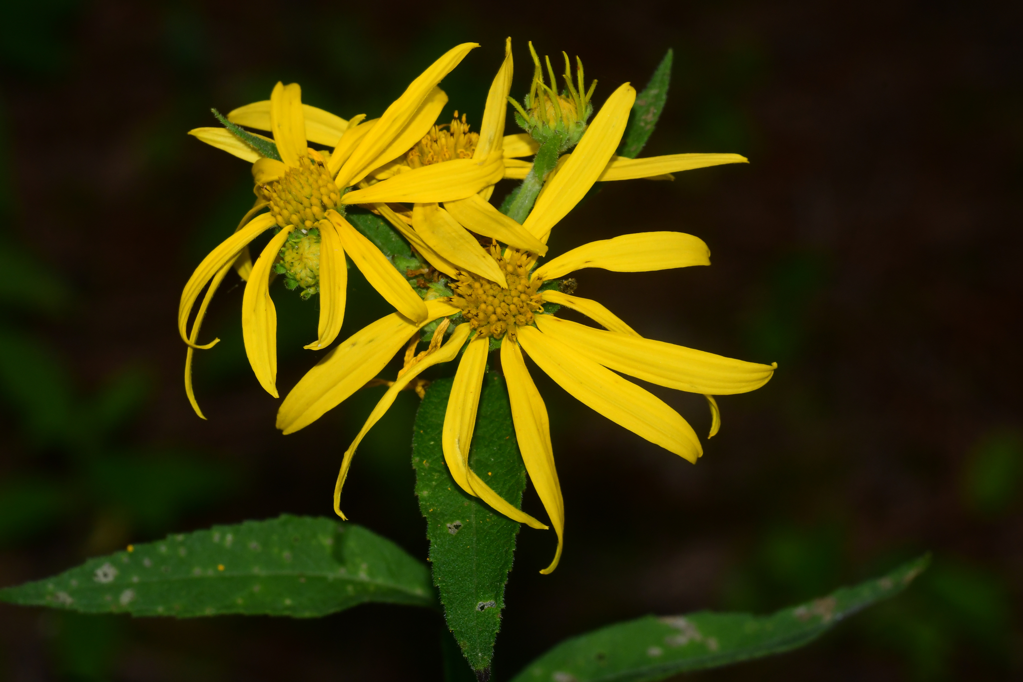 Verbesina helianthoides