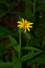 Verbesina helianthoides