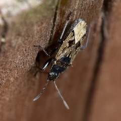 Rhyparochromus