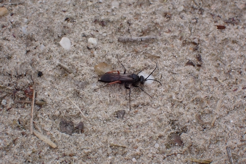Red-legged Spider Wasp, 3768 Soest, Nederland, photo 10 of 10