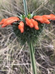 Leonotis