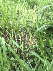 Carex rosea