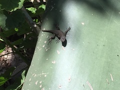 Sceloporus grammicus