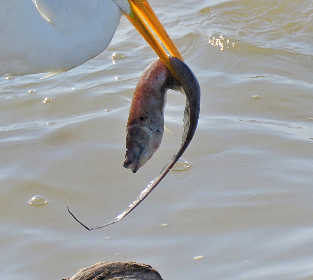Glass knifefish (Sternopygus aequilabiatus) — Sternopygidae