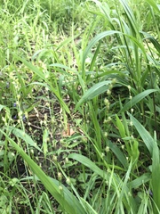 Carex rosea