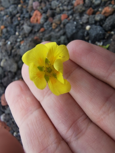 Image of Potentilla vulcanicola by (c) Валерия Ковалева, some rights reserved (CC BY)