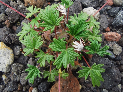 Image of Potentilla vulcanicola by (c) Валерия Ковалева, some rights reserved (CC BY)