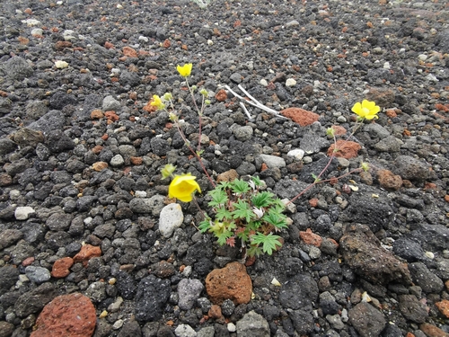 Image of Potentilla vulcanicola by (c) Валерия Ковалева, some rights reserved (CC BY)