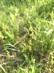 Carex cristatella