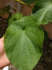 Piper auritum