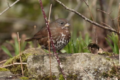 Passerella iliaca townsendi