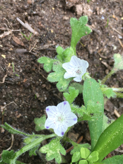 Nemophila maculata