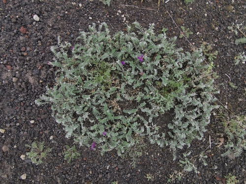 Image of Oxytropis kamtschatica by (c) Валерия Ковалева, some rights reserved (CC BY)