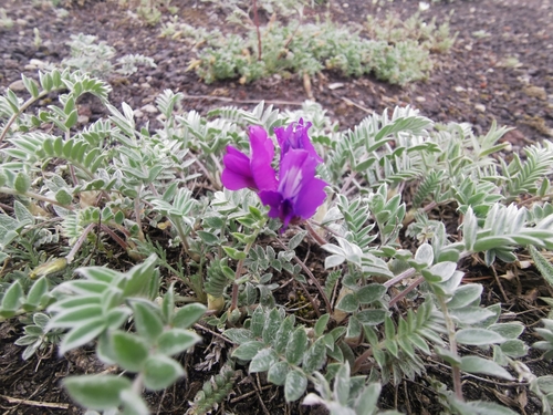 Image of Oxytropis kamtschatica by (c) Валерия Ковалева, some rights reserved (CC BY)