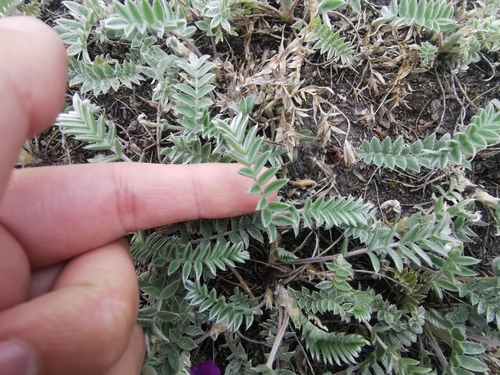 Image of Oxytropis kamtschatica by (c) Валерия Ковалева, some rights reserved (CC BY)