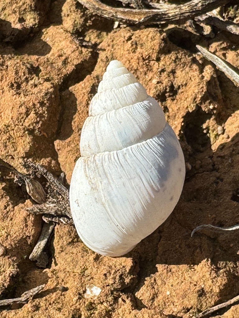 Bothriembryon distinctus