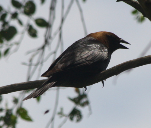 Molothrus ater