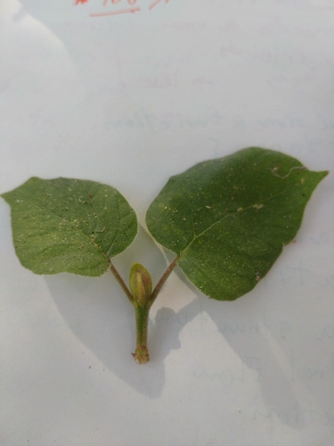 Image of Adina cordifolia by (c) Utain Pummarin, some rights reserved (CC BY)