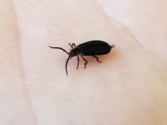 Eropterus trilineatus