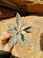 Berkheya dregei