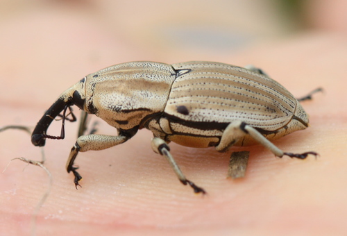 Clay-colored Billbug photo 2