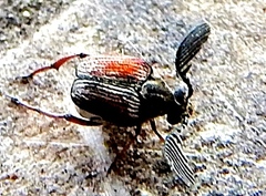 Megacerus