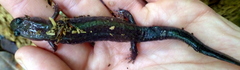 Desmognathus brimleyorum