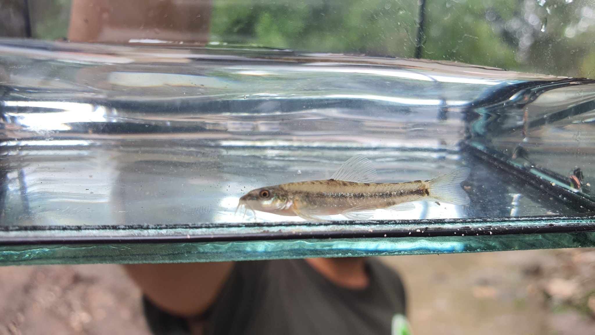 Princess Chulabhorn's Sand Loach