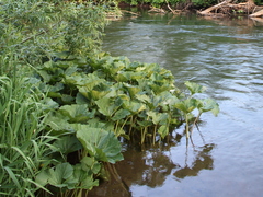 Petasites radiatus