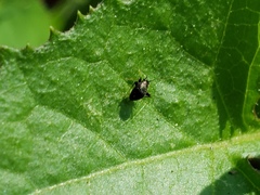 Microtechnites bractatus