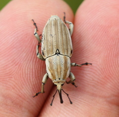Sphenophorus aequalis