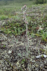 Artemisia furcata