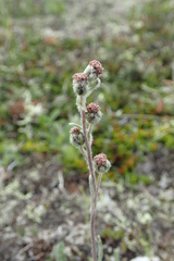 Artemisia furcata