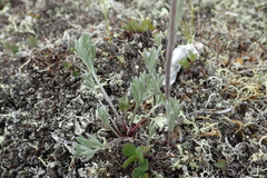 Artemisia furcata