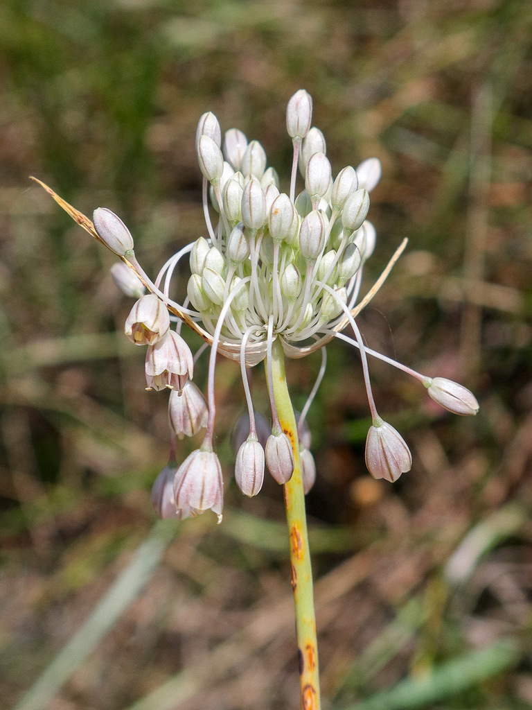 Allium corsicum