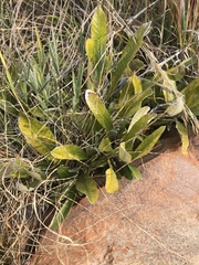 Parinari capensis capensis