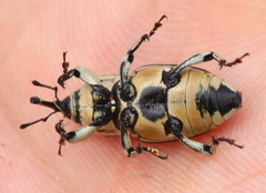 Sphenophorus aequalis